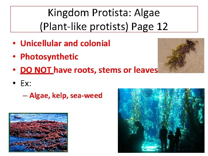 Kingdom Protista: Algae (Plant-like protists) Page 12 • • Unicellular and colonial Photosynthetic DO