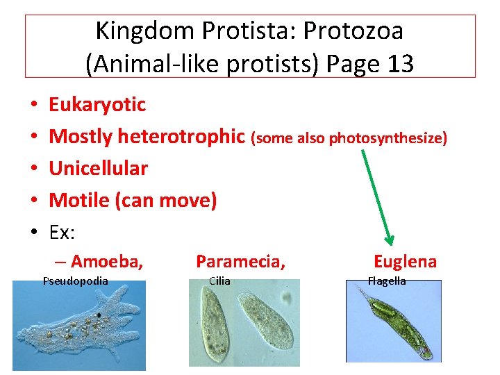 Kingdom Protista: Protozoa (Animal-like protists) Page 13 • • • Eukaryotic Mostly heterotrophic (some