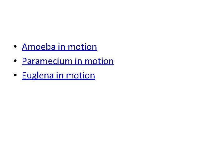  • Amoeba in motion • Paramecium in motion • Euglena in motion 