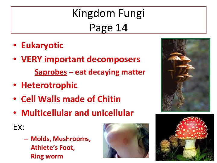 Kingdom Fungi Page 14 • Eukaryotic • VERY important decomposers Saprobes – eat decaying