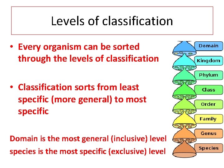 Levels of classification • Every organism can be sorted through the levels of classification