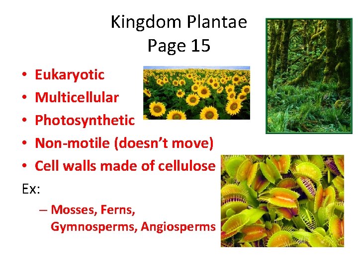 Kingdom Plantae Page 15 • Eukaryotic • Multicellular • Photosynthetic • Non-motile (doesn’t move)