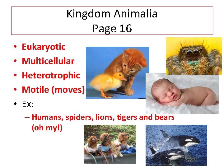 Kingdom Animalia Page 16 • • • Eukaryotic Multicellular Heterotrophic Motile (moves) Ex: –