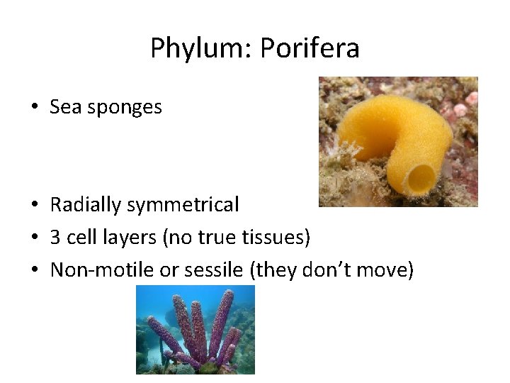 Phylum: Porifera • Sea sponges • Radially symmetrical • 3 cell layers (no true