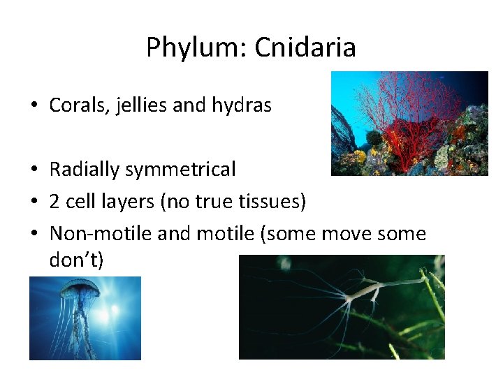 Phylum: Cnidaria • Corals, jellies and hydras • Radially symmetrical • 2 cell layers