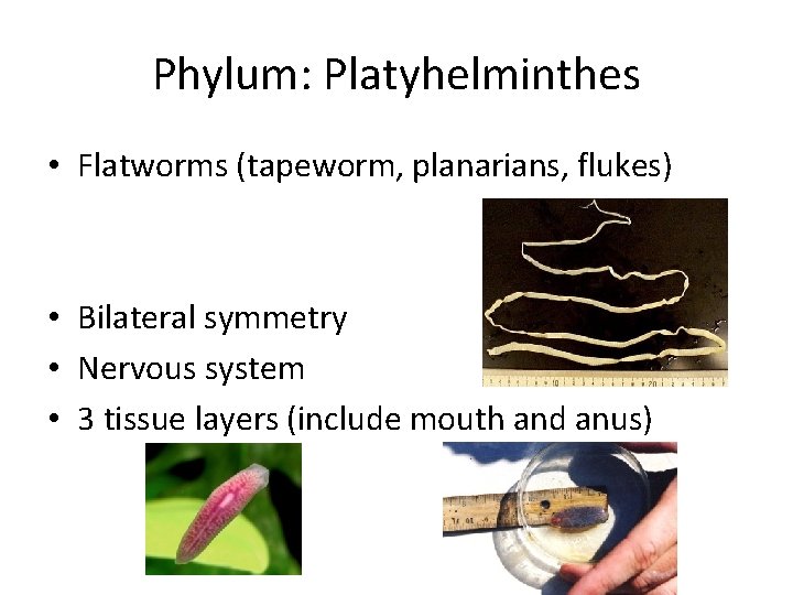 Phylum: Platyhelminthes • Flatworms (tapeworm, planarians, flukes) • Bilateral symmetry • Nervous system •