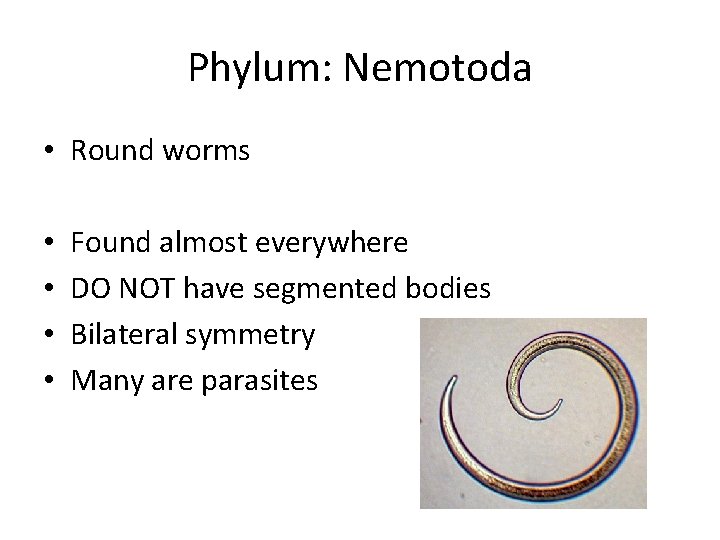 Phylum: Nemotoda • Round worms • • Found almost everywhere DO NOT have segmented