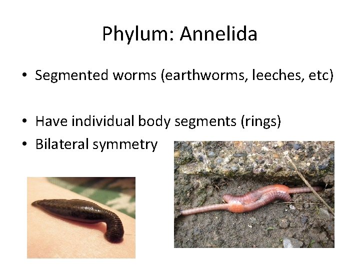 Phylum: Annelida • Segmented worms (earthworms, leeches, etc) • Have individual body segments (rings)