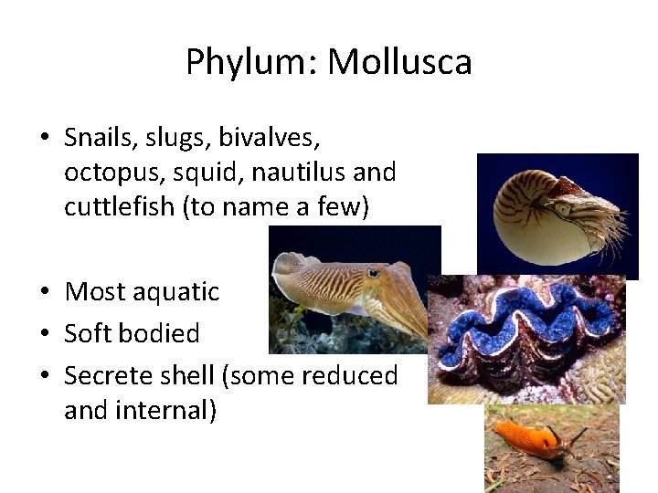 Phylum: Mollusca • Snails, slugs, bivalves, octopus, squid, nautilus and cuttlefish (to name a