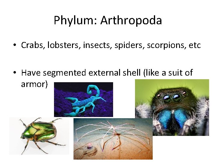 Phylum: Arthropoda • Crabs, lobsters, insects, spiders, scorpions, etc • Have segmented external shell