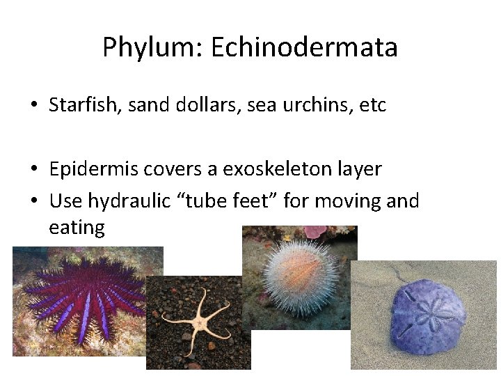 Phylum: Echinodermata • Starfish, sand dollars, sea urchins, etc • Epidermis covers a exoskeleton