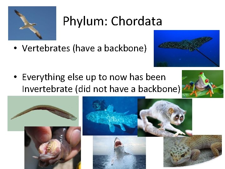 Phylum: Chordata • Vertebrates (have a backbone) • Everything else up to now has