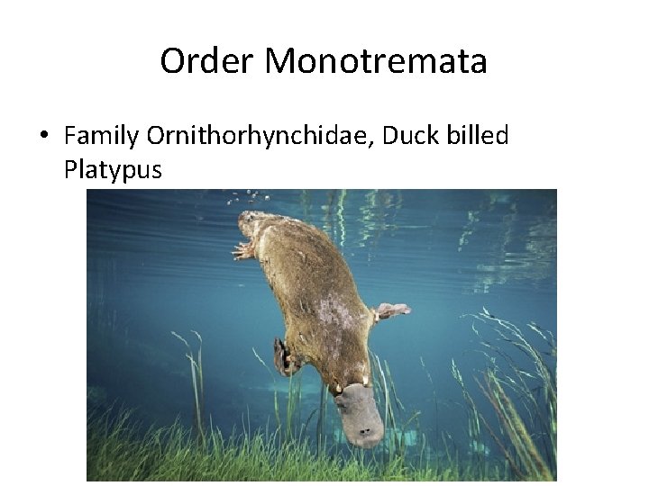 Order Monotremata • Family Ornithorhynchidae, Duck billed Platypus 