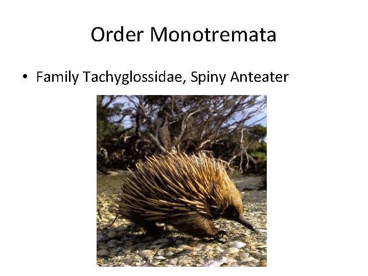 Order Monotremata • Family Tachyglossidae, Spiny Anteater 