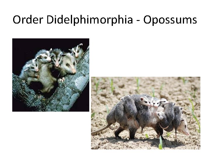 Order Didelphimorphia - Opossums 