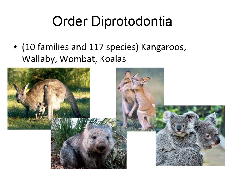 Order Diprotodontia • (10 families and 117 species) Kangaroos, Wallaby, Wombat, Koalas 