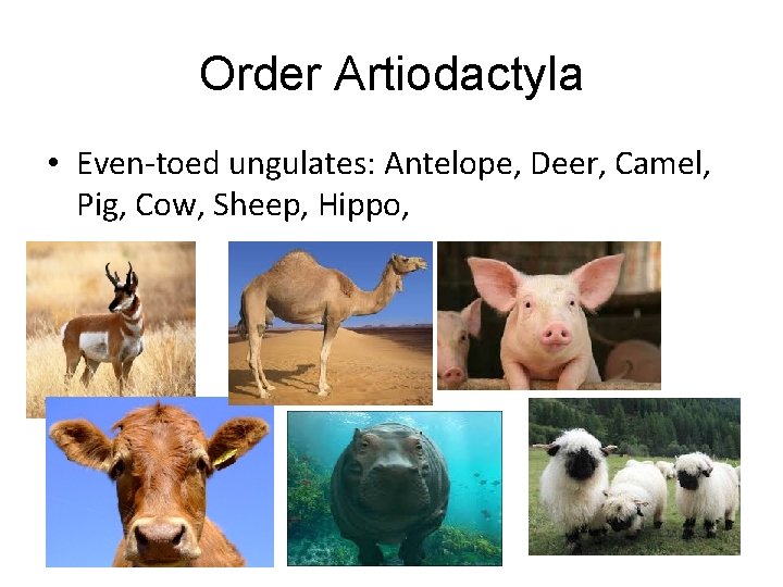 Order Artiodactyla • Even-toed ungulates: Antelope, Deer, Camel, Pig, Cow, Sheep, Hippo, 