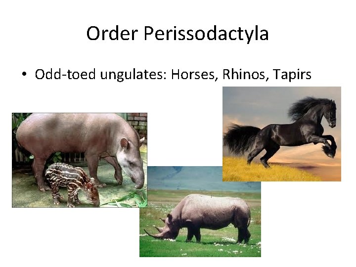 Order Perissodactyla • Odd-toed ungulates: Horses, Rhinos, Tapirs 