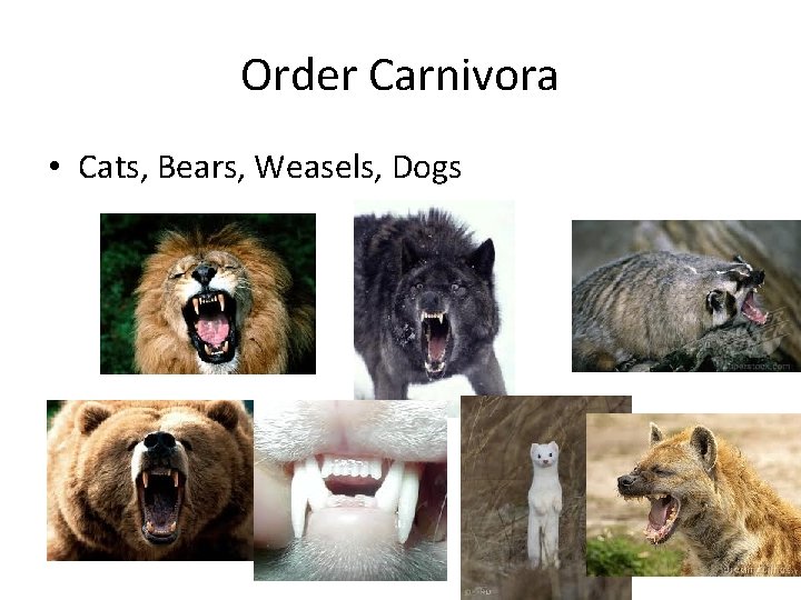 Order Carnivora • Cats, Bears, Weasels, Dogs 