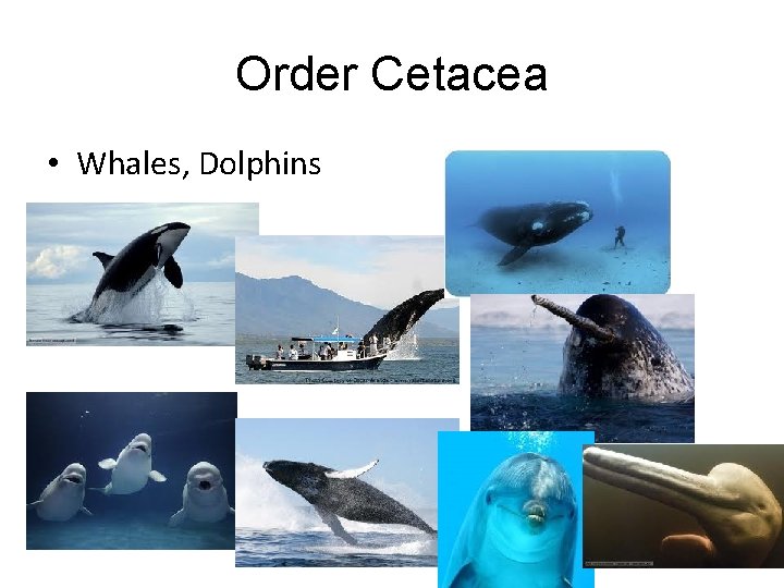 Order Cetacea • Whales, Dolphins 