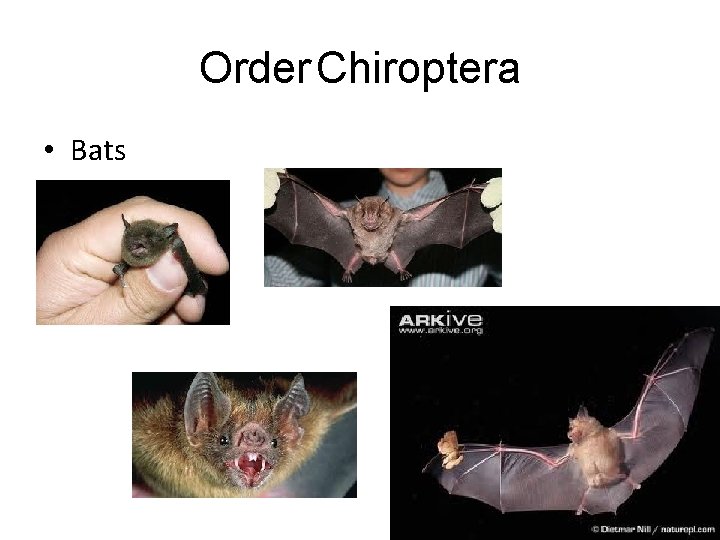 Order Chiroptera • Bats 