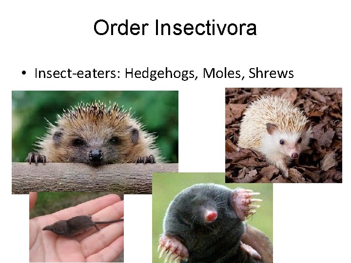 Order Insectivora • Insect-eaters: Hedgehogs, Moles, Shrews 