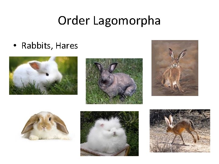 Order Lagomorpha • Rabbits, Hares 