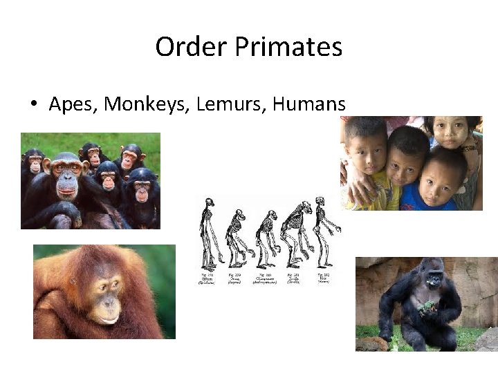 Order Primates • Apes, Monkeys, Lemurs, Humans 