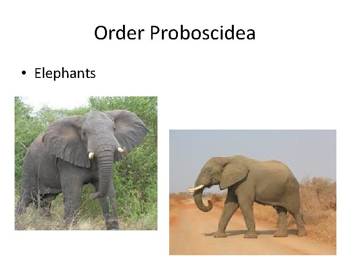 Order Proboscidea • Elephants 
