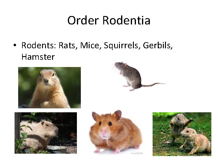 Order Rodentia • Rodents: Rats, Mice, Squirrels, Gerbils, Hamster 