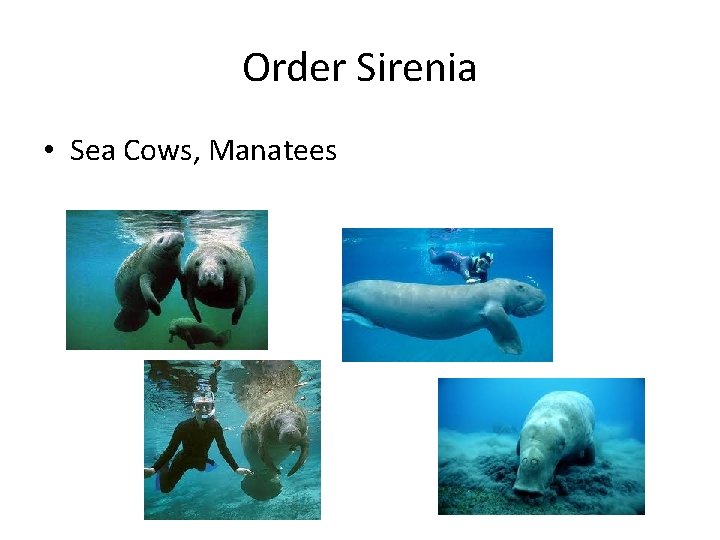Order Sirenia • Sea Cows, Manatees 