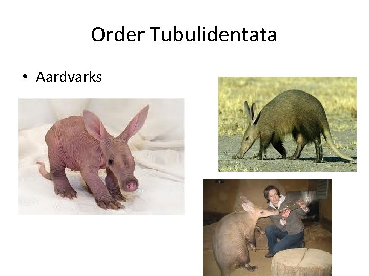 Order Tubulidentata • Aardvarks 