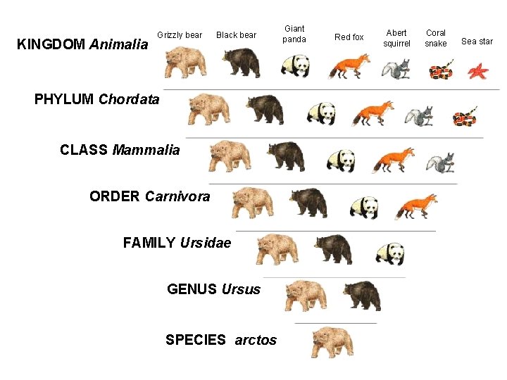 KINGDOM Animalia Grizzly bear Black bear PHYLUM Chordata CLASS Mammalia ORDER Carnivora FAMILY Ursidae