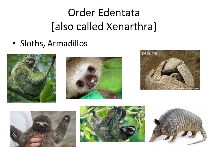 Order Edentata [also called Xenarthra] • Sloths, Armadillos 