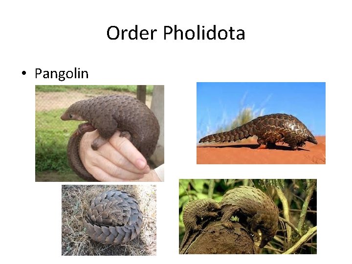 Order Pholidota • Pangolin 