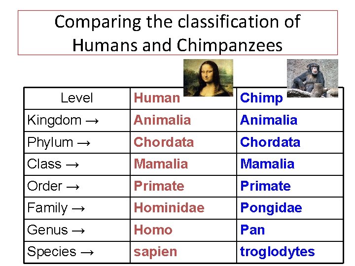 Comparing the classification of Humans and Chimpanzees Level Human Chimp Kingdom → Animalia Phylum