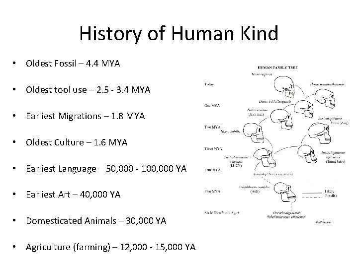 History of Human Kind • Oldest Fossil – 4. 4 MYA • Oldest tool
