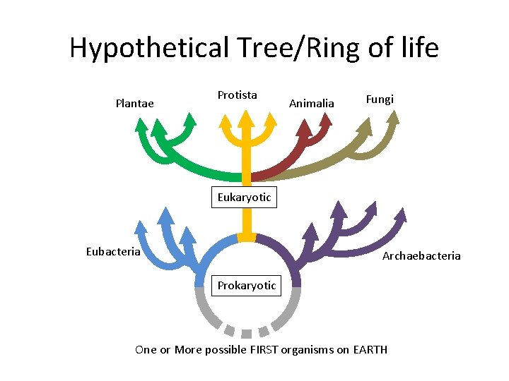 Hypothetical Tree/Ring of life Plantae Protista Animalia Fungi Eukaryotic Eubacteria Archaebacteria Prokaryotic One or