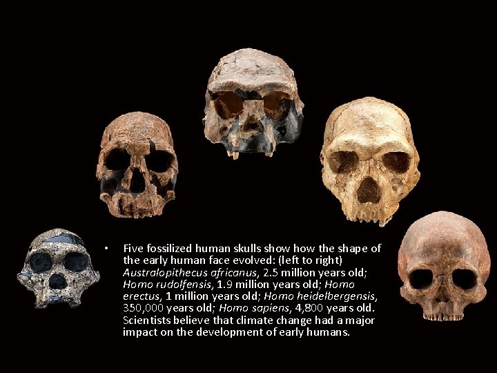  • • Five fossilized human skulls show the shape of the early human