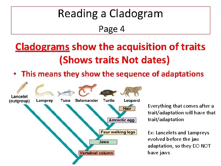 Reading a Cladogram Page 4 Cladograms show the acquisition of traits (Shows traits Not