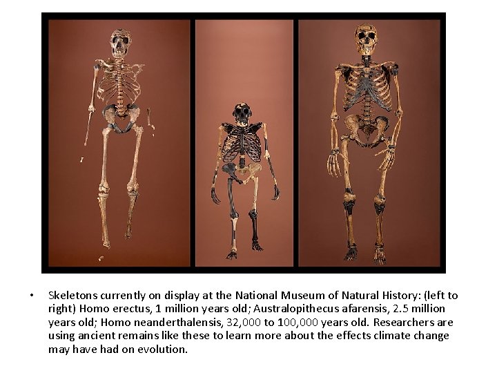  • Skeletons currently on display at the National Museum of Natural History: (left