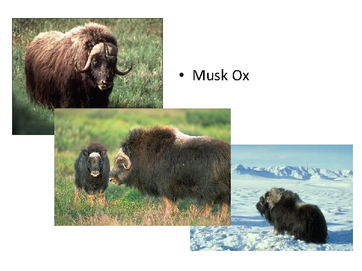  • Musk Ox 