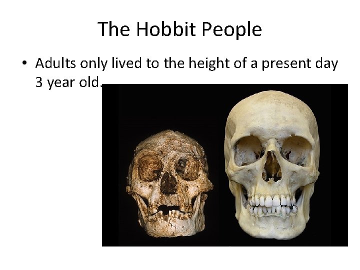 The Hobbit People • Adults only lived to the height of a present day