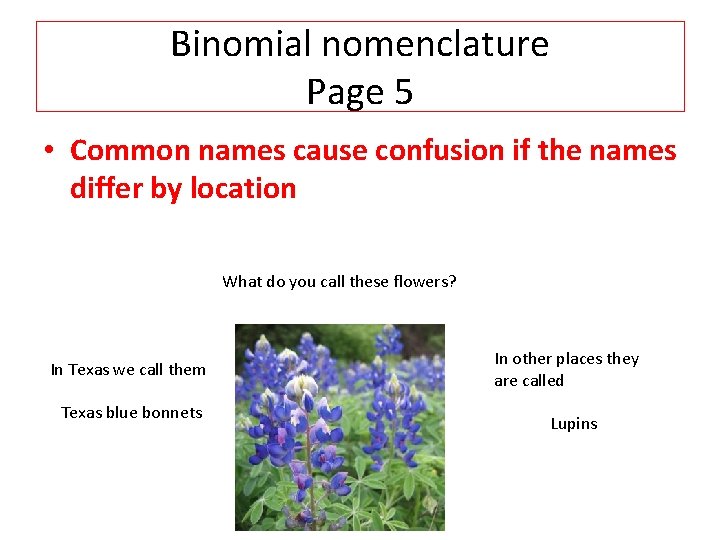 Binomial nomenclature Page 5 • Common names cause confusion if the names differ by