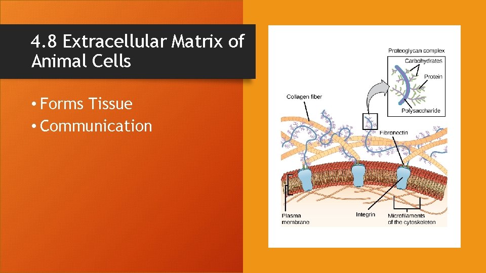 4. 8 Extracellular Matrix of Animal Cells • Forms Tissue • Communication 