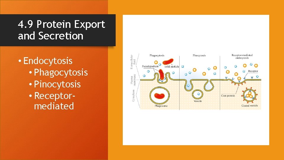 4. 9 Protein Export and Secretion • Endocytosis • Phagocytosis • Pinocytosis • Receptormediated