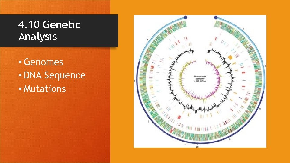 4. 10 Genetic Analysis • Genomes • DNA Sequence • Mutations 