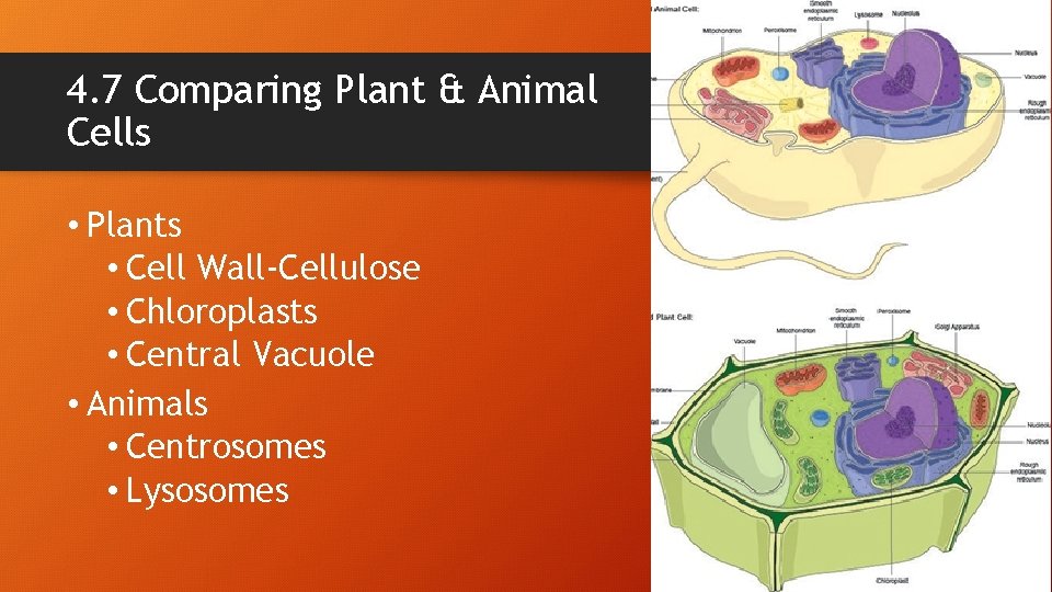 4. 7 Comparing Plant & Animal Cells • Plants • Cell Wall-Cellulose • Chloroplasts