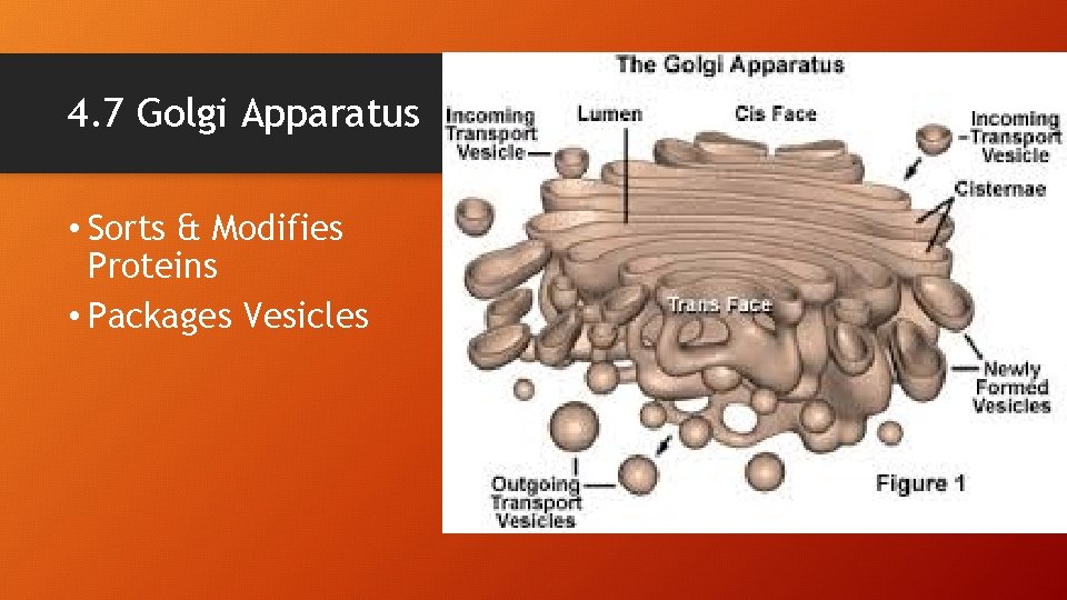 4. 7 Golgi Apparatus • Sorts & Modifies Proteins • Packages Vesicles 