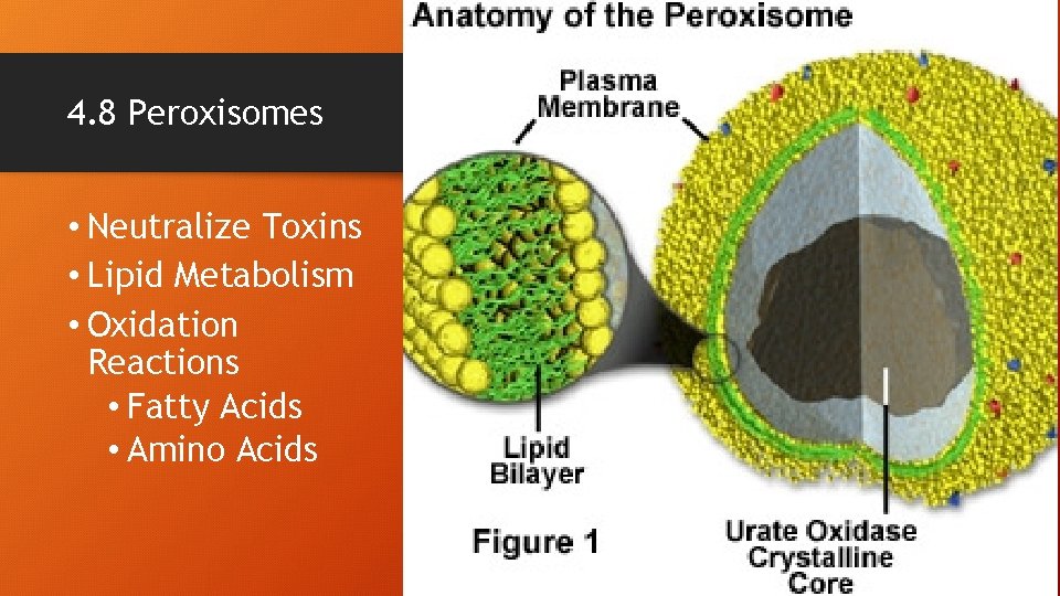 4. 8 Peroxisomes • Neutralize Toxins • Lipid Metabolism • Oxidation Reactions • Fatty
